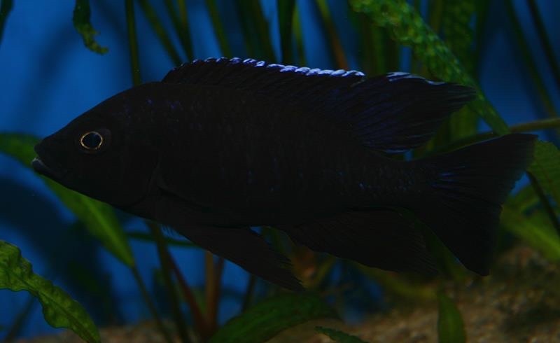 Copadichromis melas